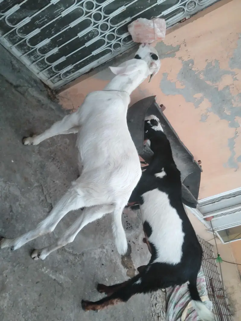 dasi Bakry male ha — photo 2
