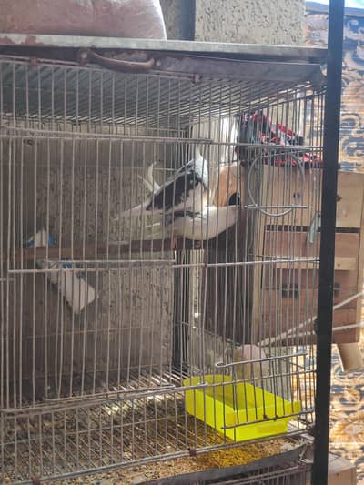 White paid cocktail male 100% Breeder