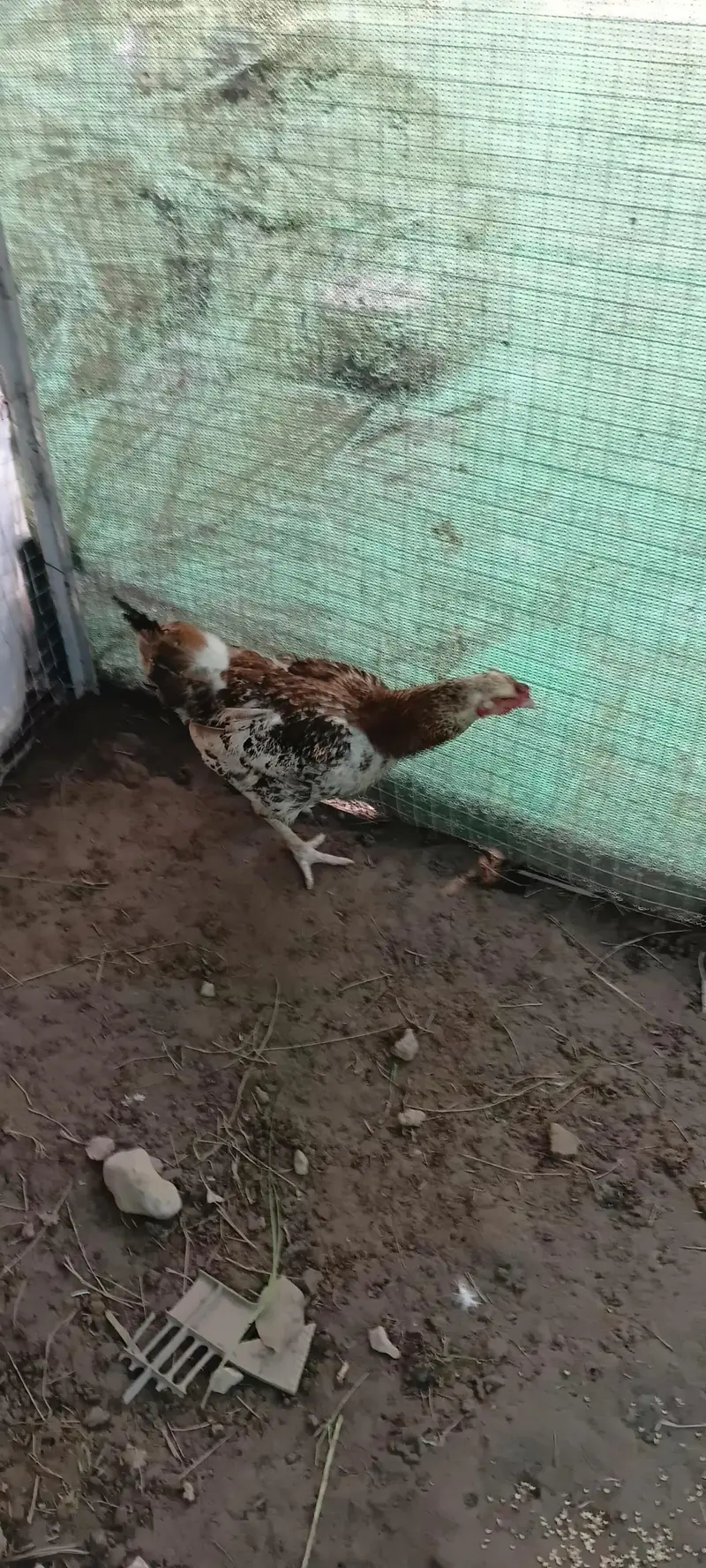 bhai jan aseel and desi ke cross me he only serious buyers contact onl — photo 2