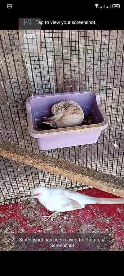 red pied male dimond pied female with one chick forsell