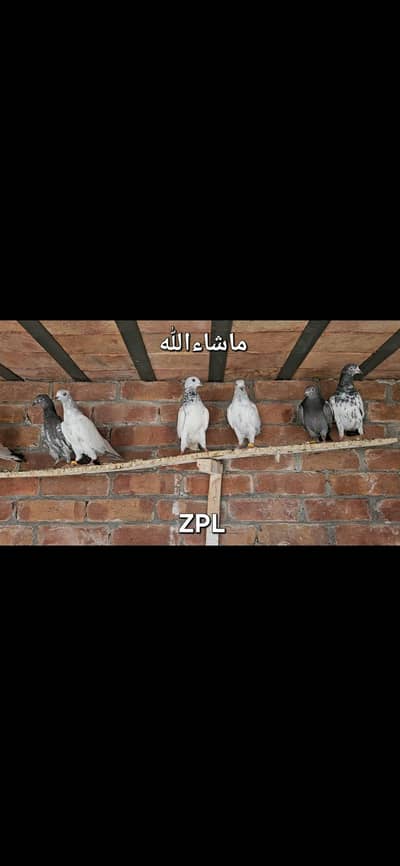 28 Pigeons mix