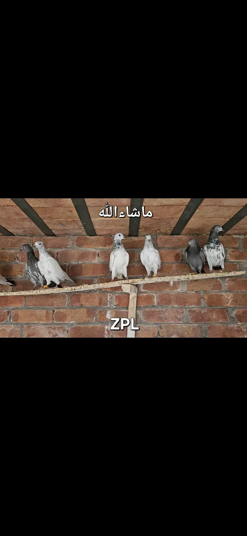 28 Pigeons mix