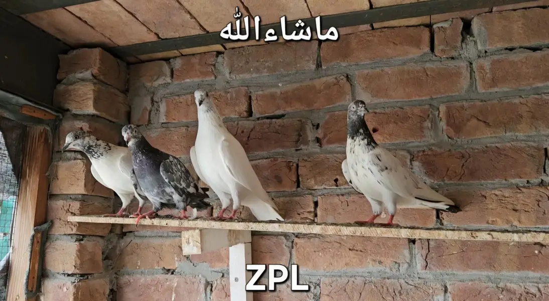 28 Pigeons mix — photo 2