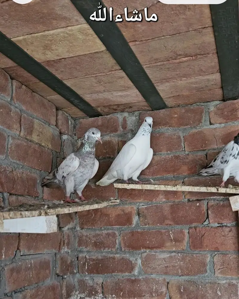 28 Pigeons mix — photo 3