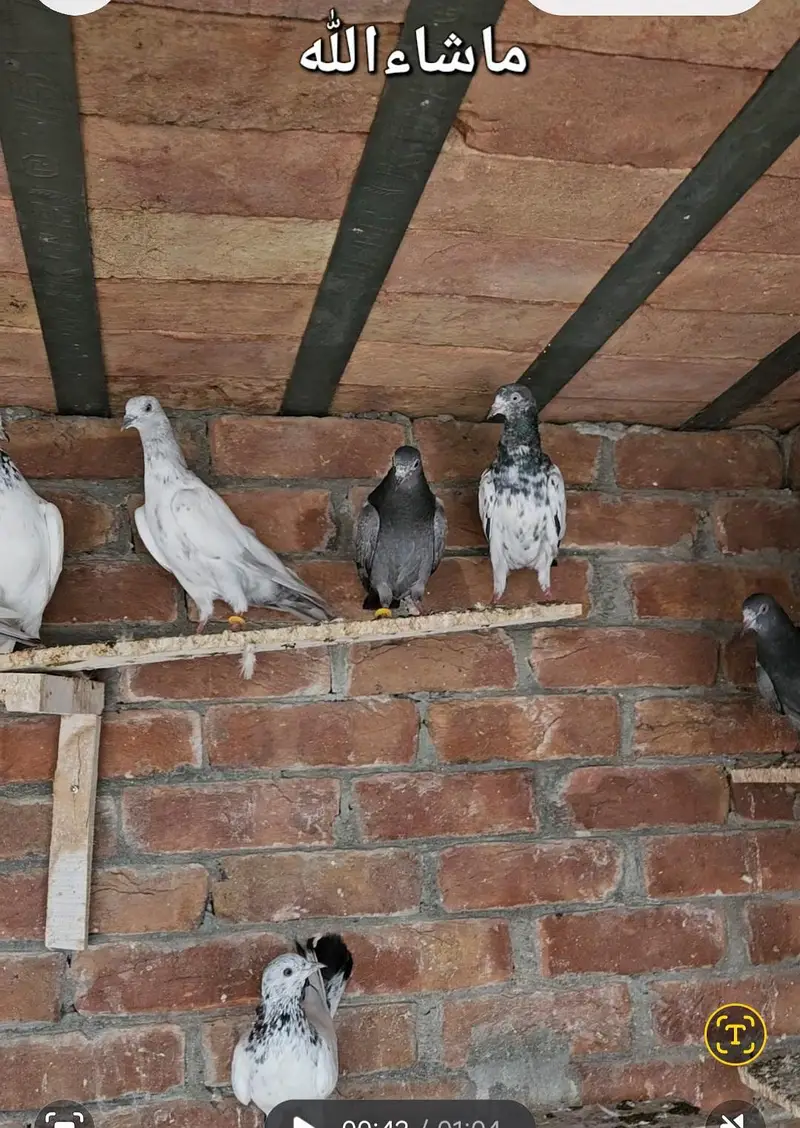 28 Pigeons mix — photo 4