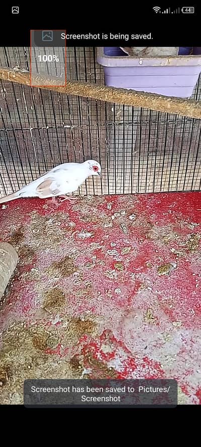 red pied male with dimond pied female with one red pied chick for sell