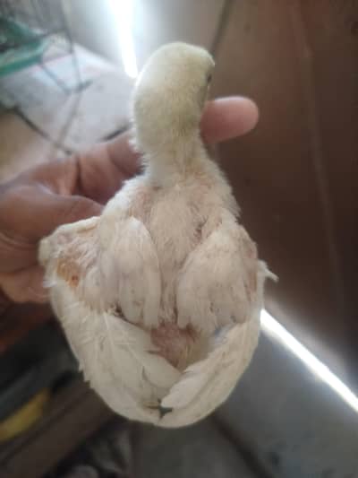 Heera Aseel Chicks Available for sale