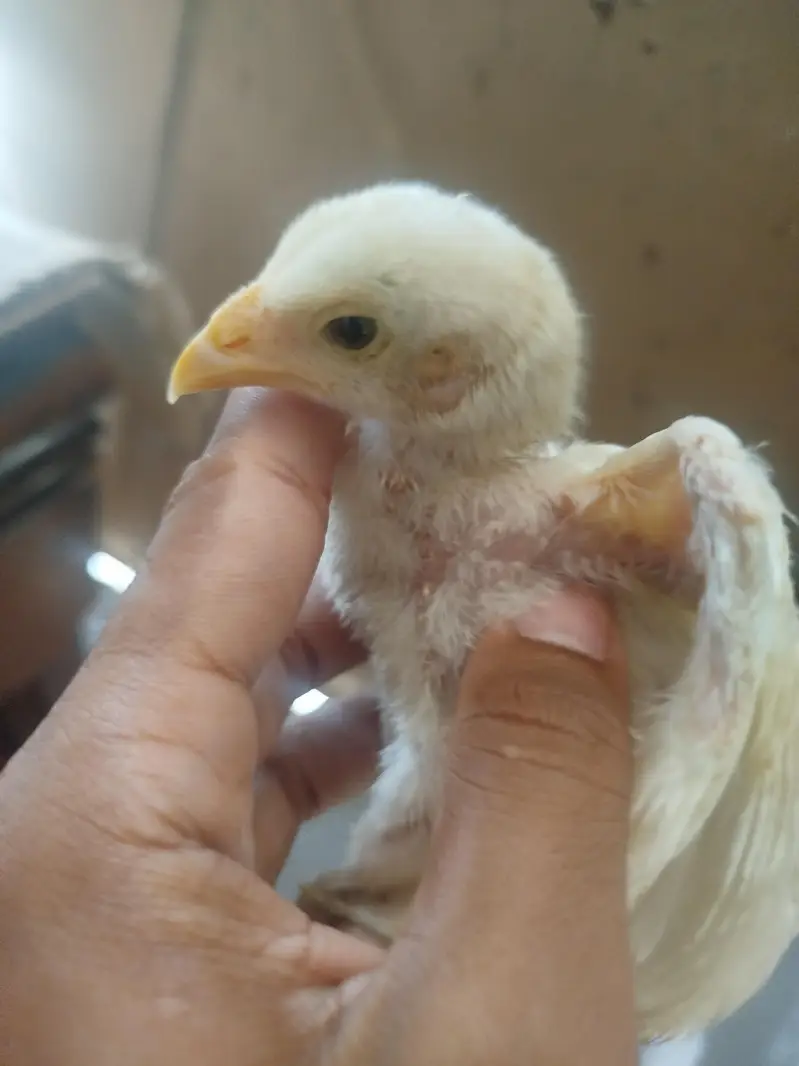 Heera Aseel Chicks Available for sale — photo 2