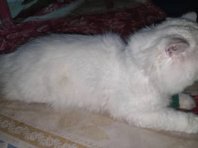 Persian punch face mela