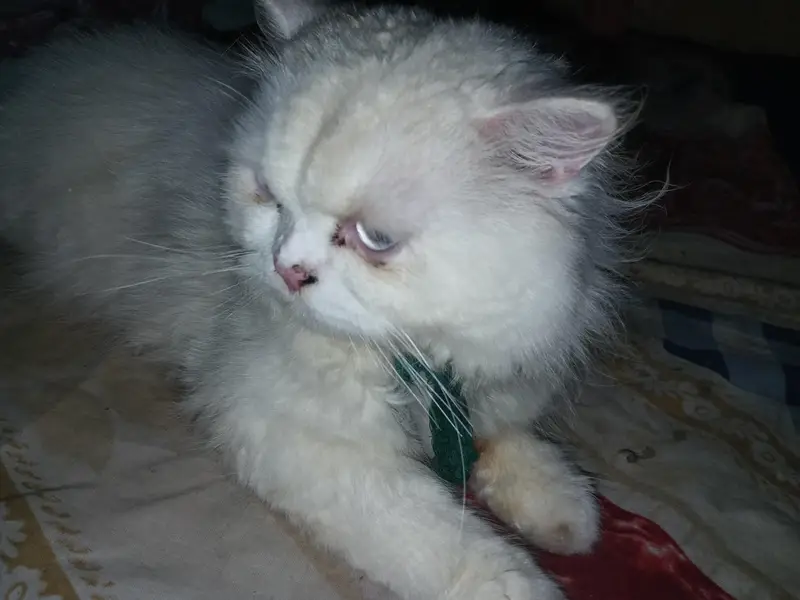 Persian punch face mela — photo 2