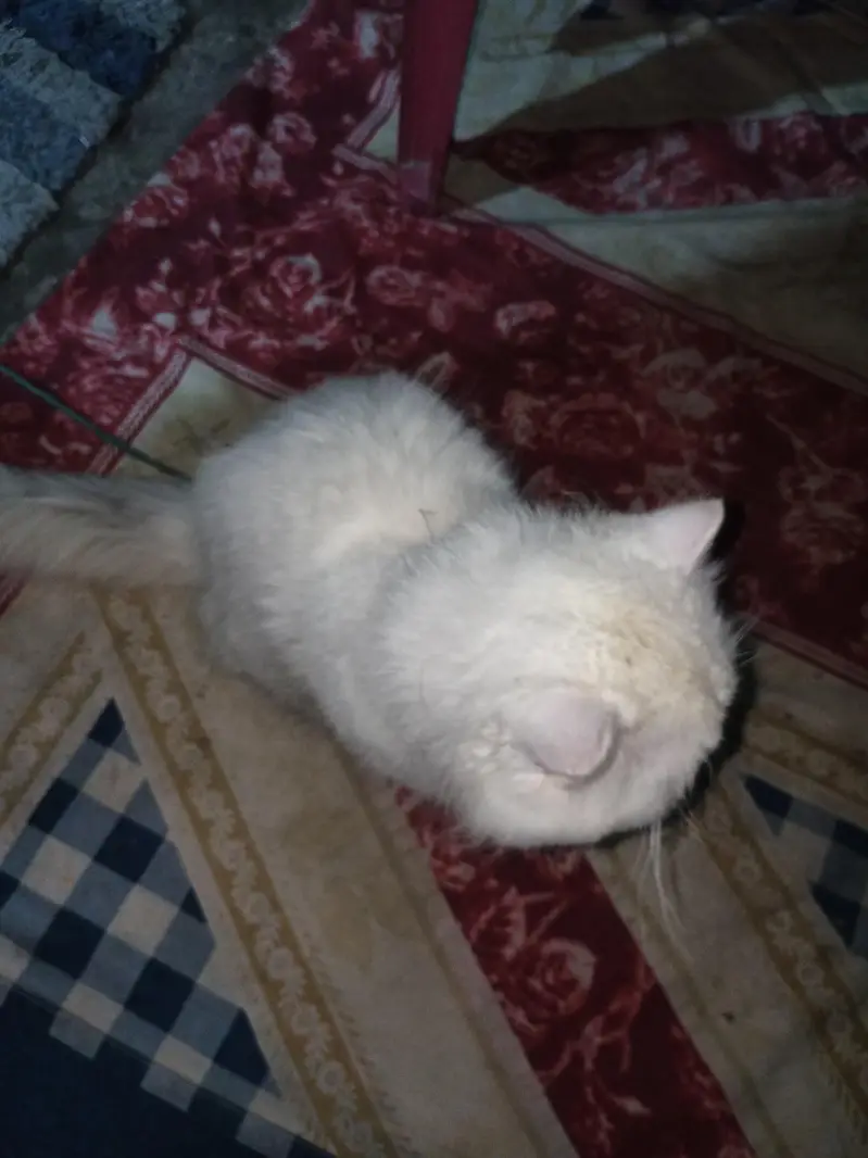 Persian punch face mela — photo 3