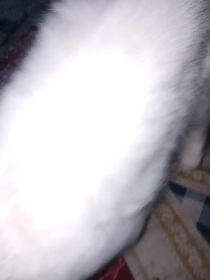 Persian punch face mela — photo 5