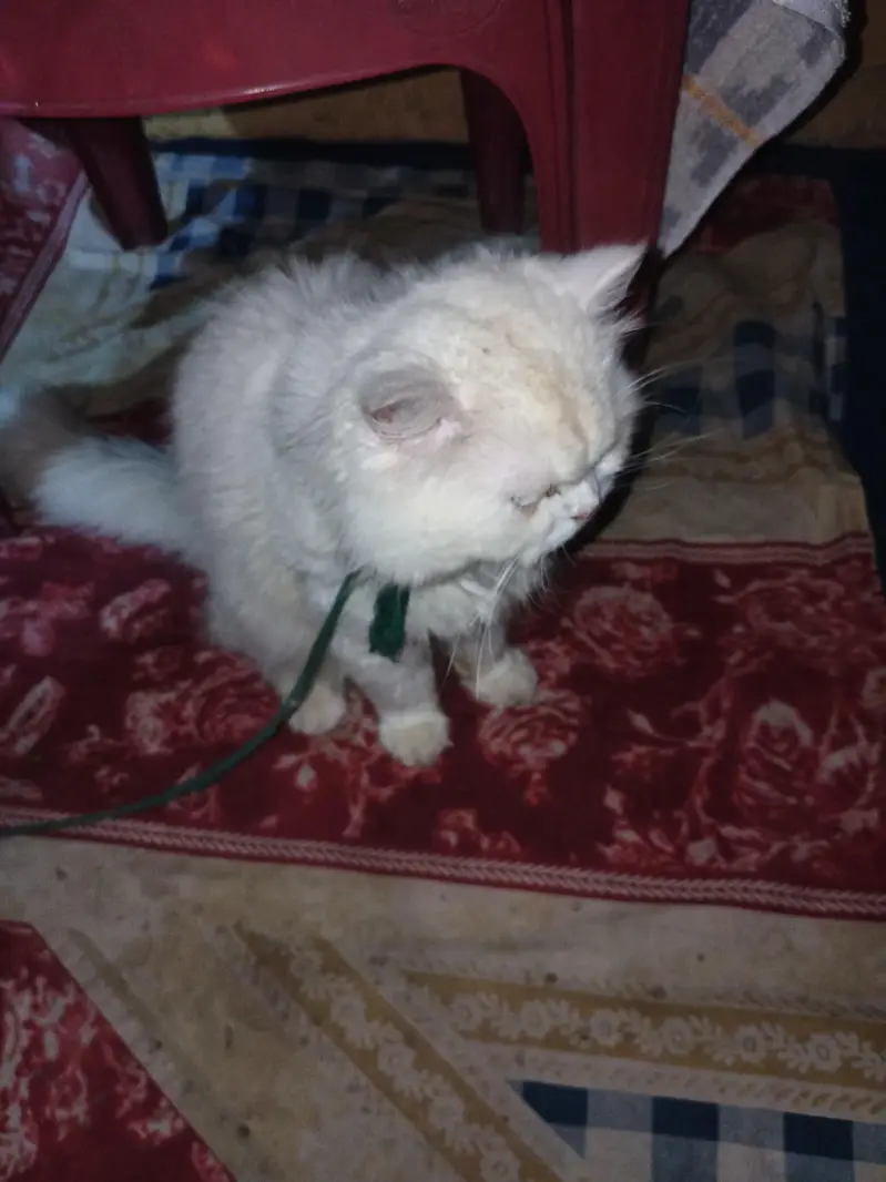 Persian punch face mela — photo 7