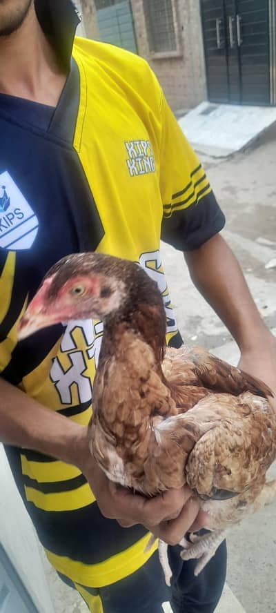 only brown female very good quality
