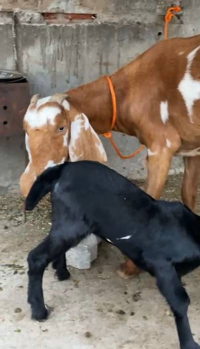 Desi bakri for sale