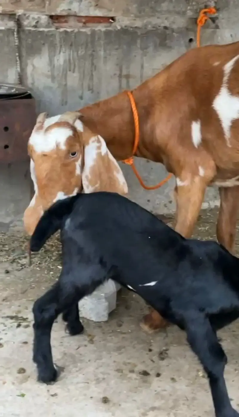 Desi bakri for sale