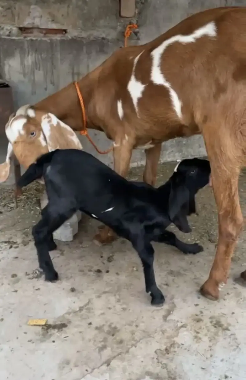 Desi bakri for sale — photo 2