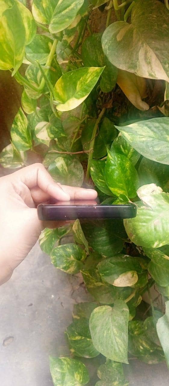 Tecno Spark 5 Pro 3