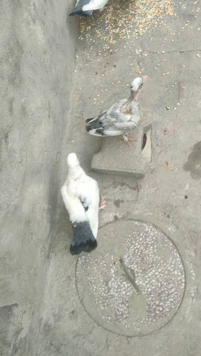 2 Chickies With Adult Full heavy Sabz Tail breeder pair for sail