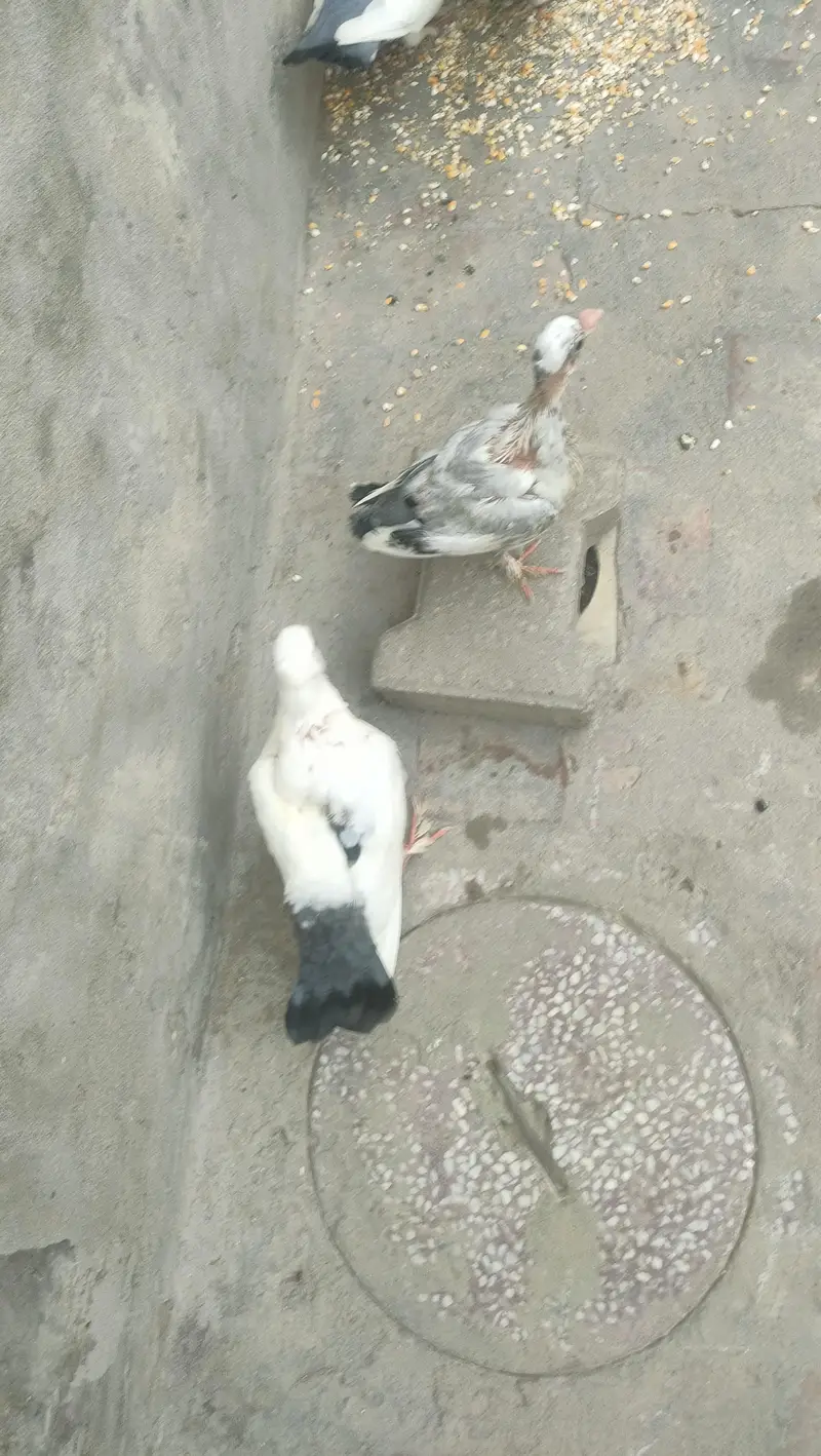 2 Chickies With Adult Full heavy Sabz Tail breeder pair for sail