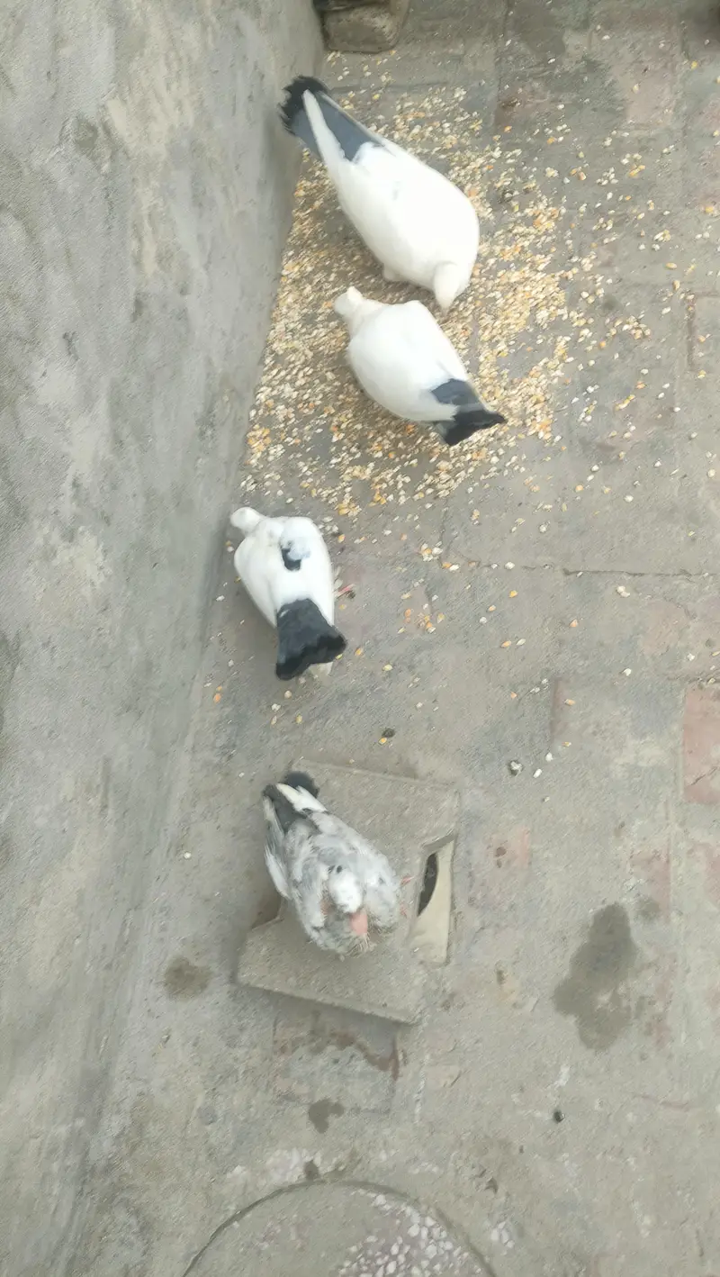 2 Chickies With Adult Full heavy Sabz Tail breeder pair for sail — photo 2