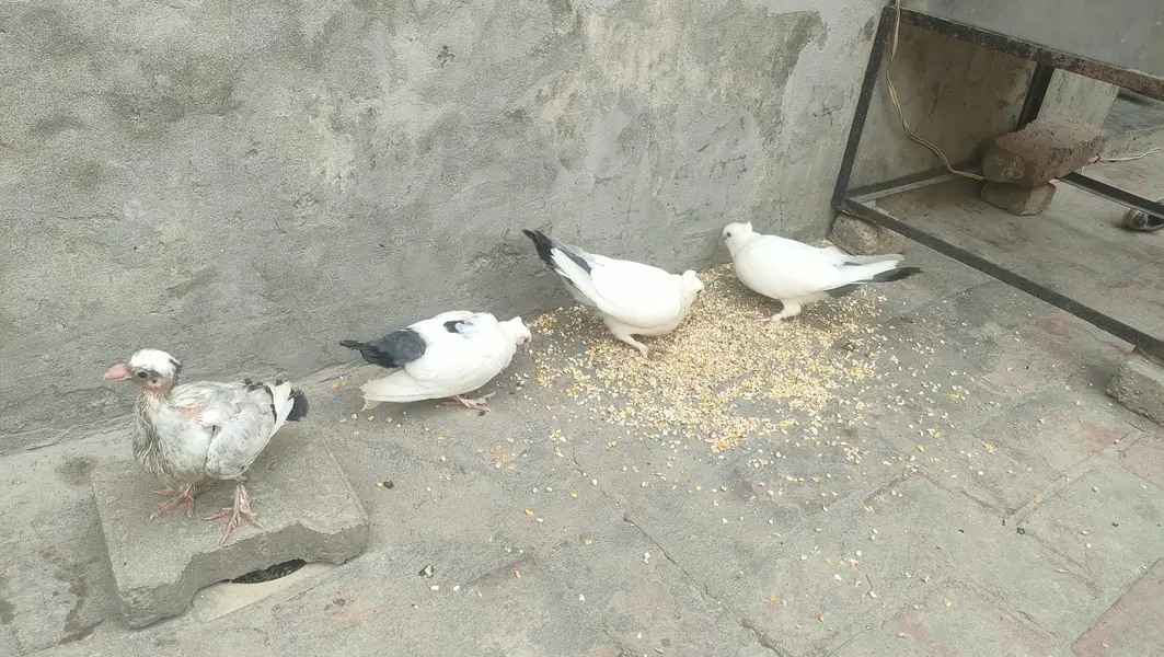 2 Chickies With Adult Full heavy Sabz Tail breeder pair for sail — photo 3