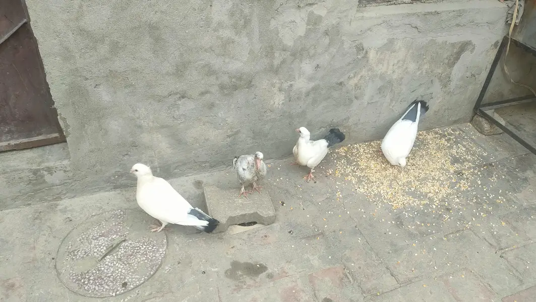 2 Chickies With Adult Full heavy Sabz Tail breeder pair for sail — photo 4