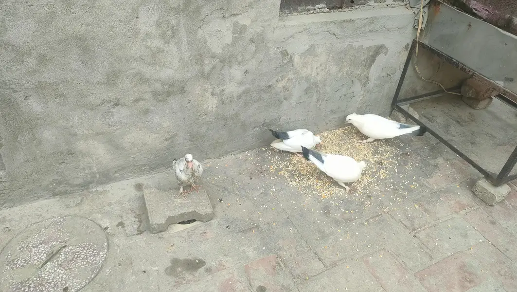 2 Chickies With Adult Full heavy Sabz Tail breeder pair for sail — photo 6
