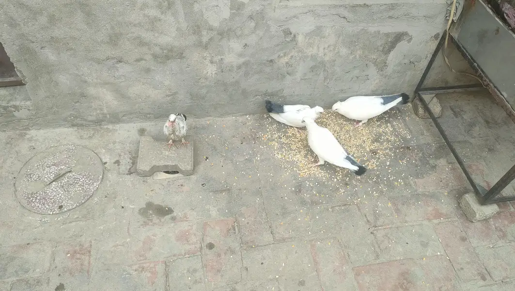 2 Chickies With Adult Full heavy Sabz Tail breeder pair for sail — photo 7