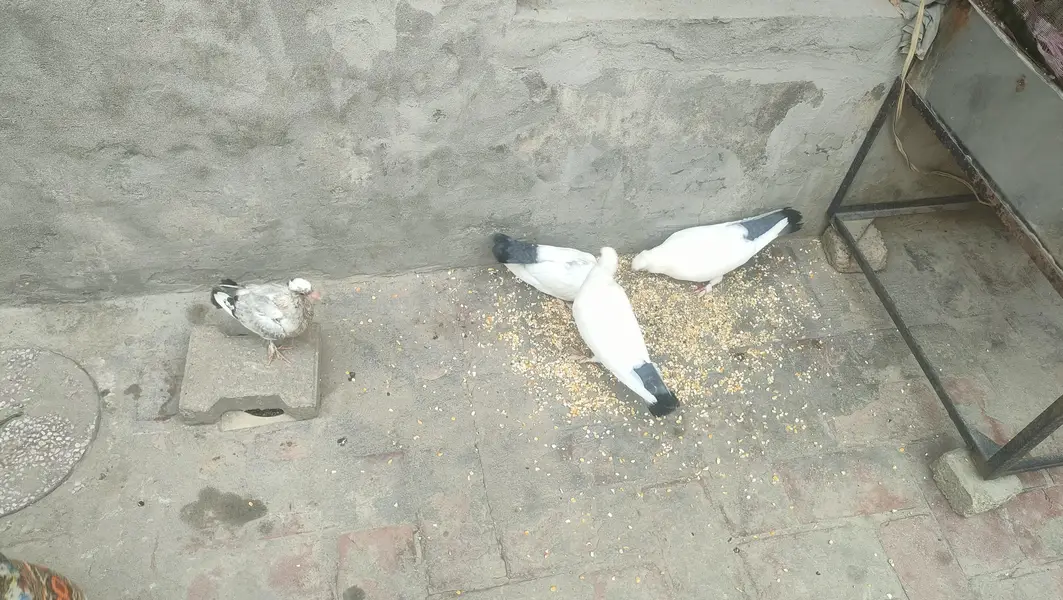 2 Chickies With Adult Full heavy Sabz Tail breeder pair for sail — photo 8