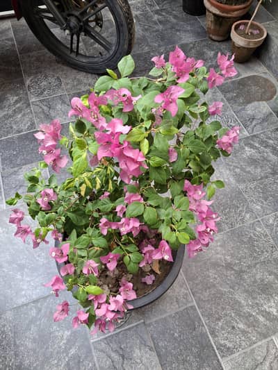 Outdoor plants.