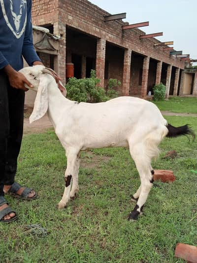 15month ki ha or Khali ha 4 danth