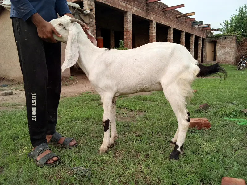 15month ki ha or Khali ha 4 danth — photo 2