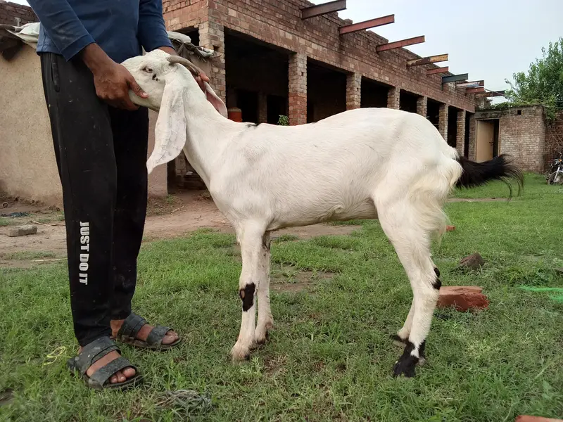 15month ki ha or Khali ha 4 danth — photo 3