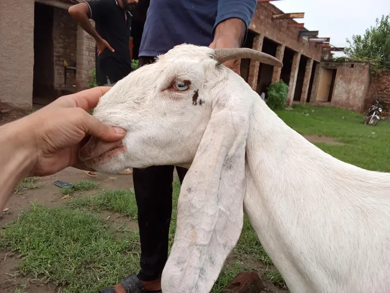 15month ki ha or Khali ha 4 danth — photo 5