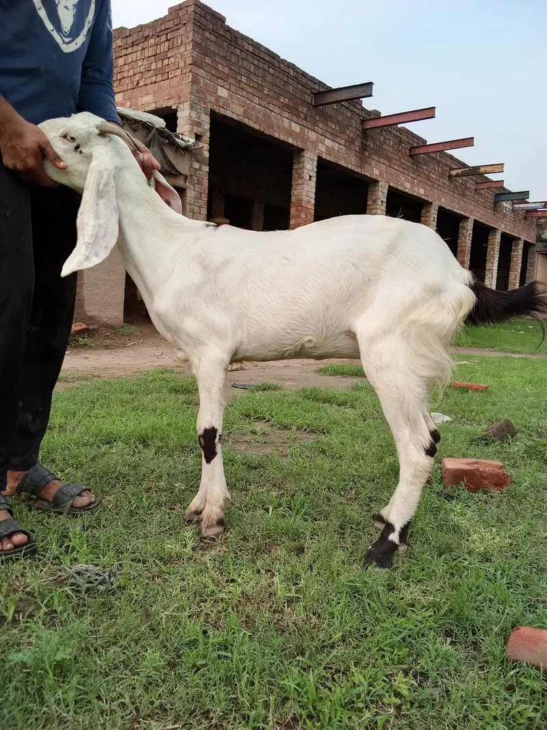 15month ki ha or Khali ha 4 danth — photo 6