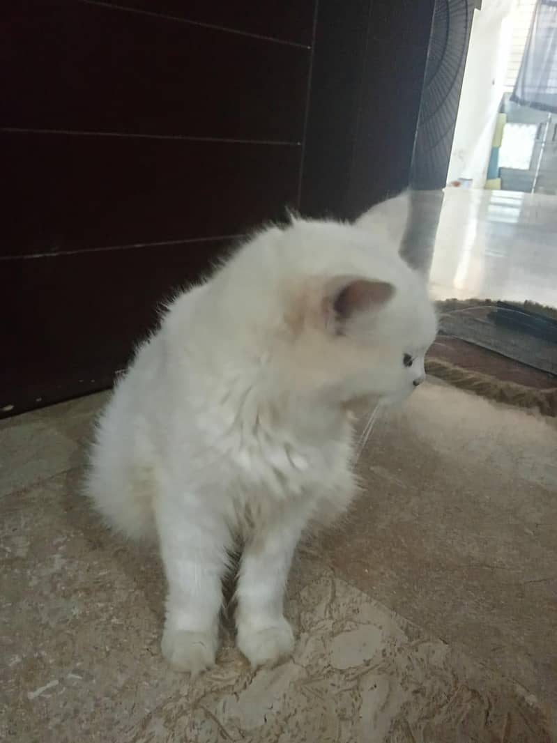 Cat with kittens 4