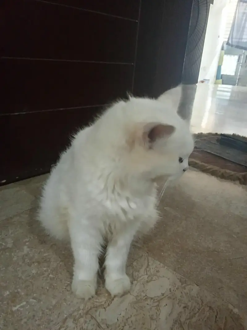 Cat with kittens — photo 5