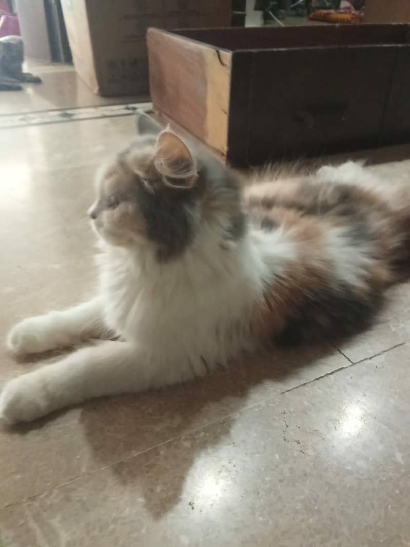 Cat with kittens 9