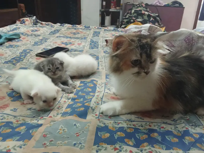 Cat with kittens — photo 11