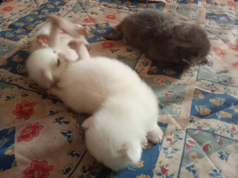 Cat with kittens 11