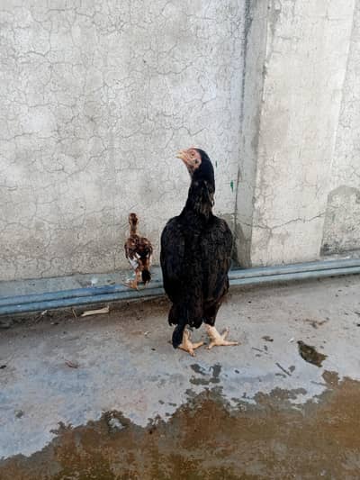 Aseel hen with chicks