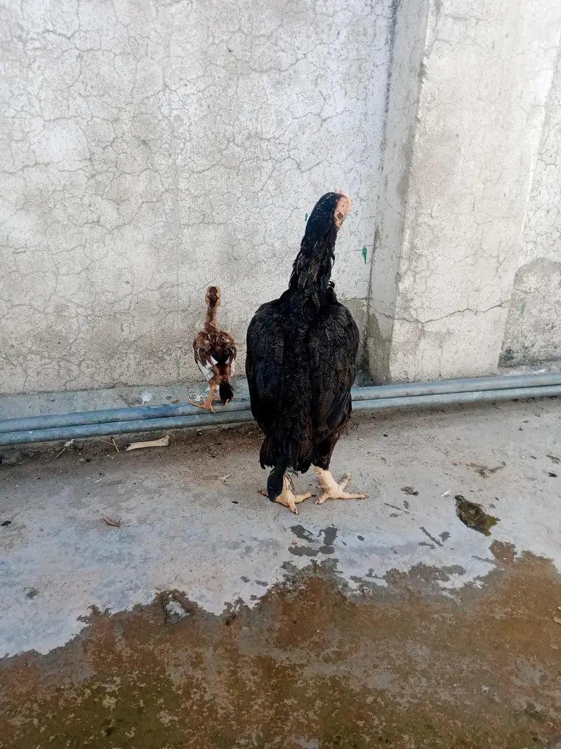 Aseel hen with chicks — photo 2