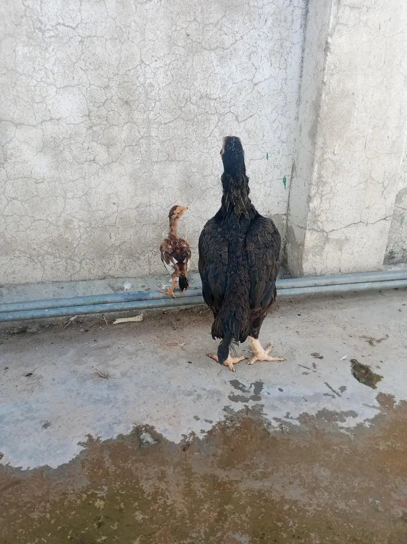 Aseel hen with chicks — photo 3