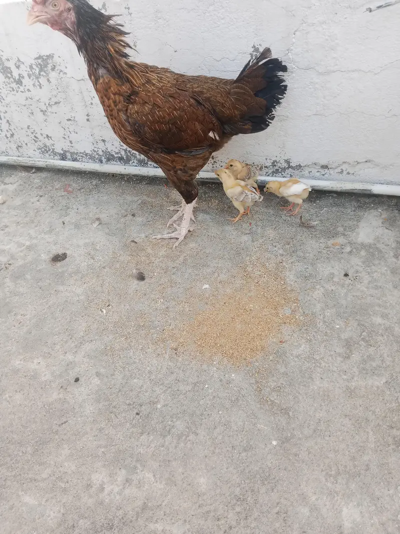 Aseel hen with chicks — photo 4