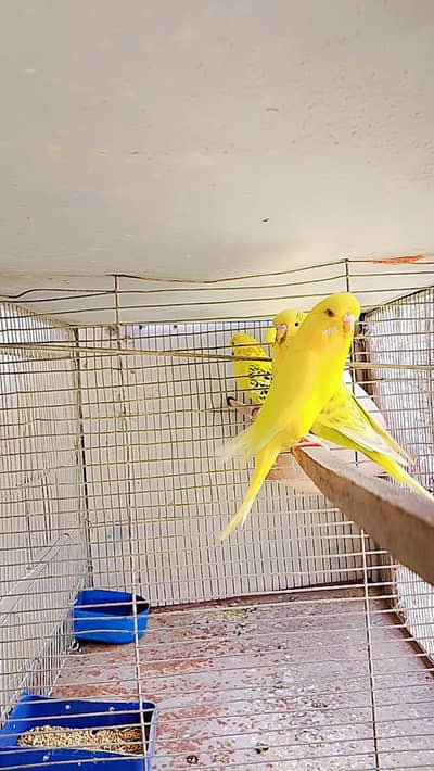 Undersize budgies