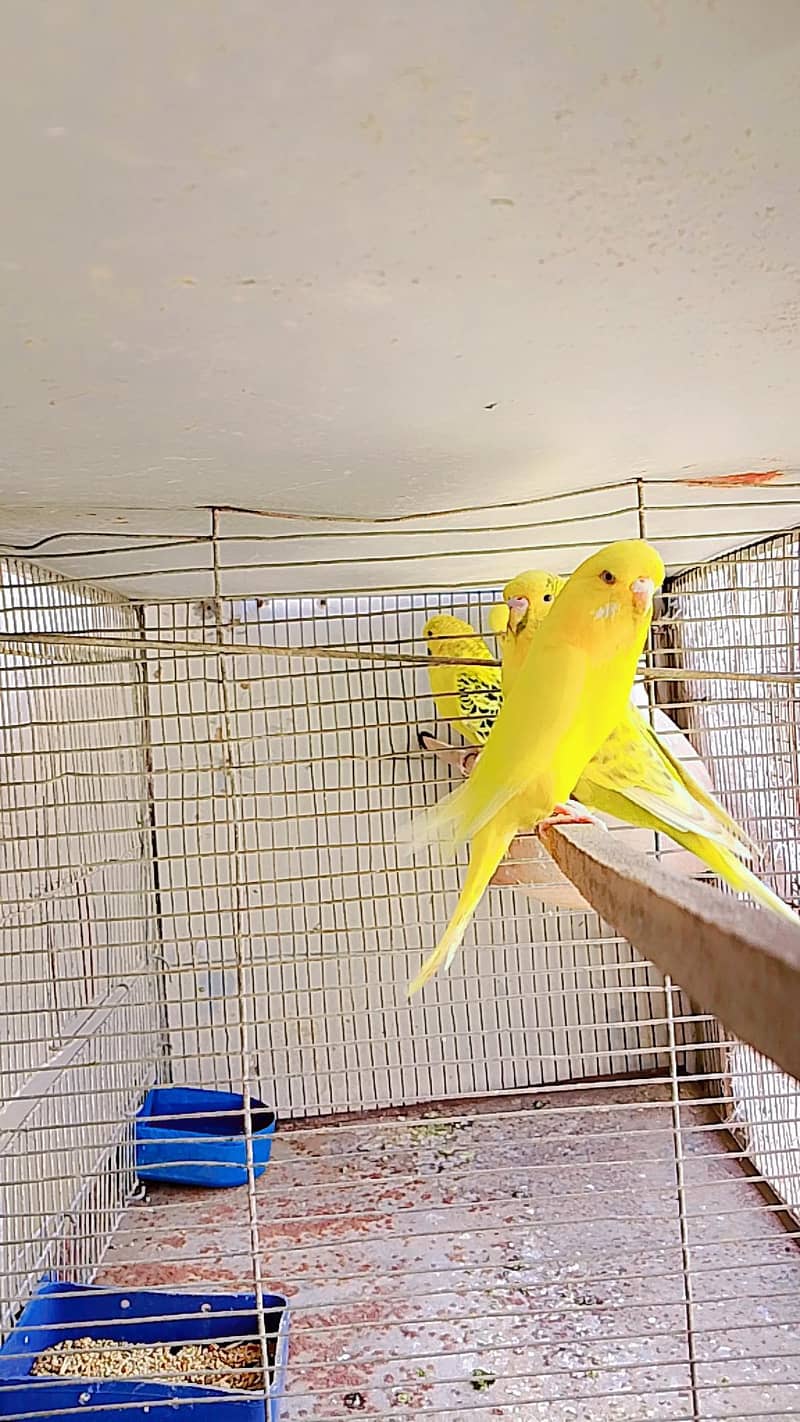Undersize budgies 0