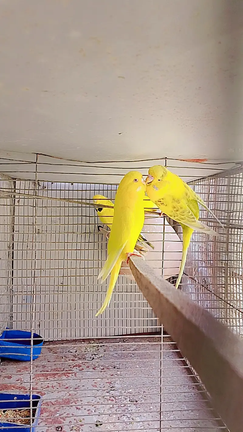 Undersize budgies — photo 2