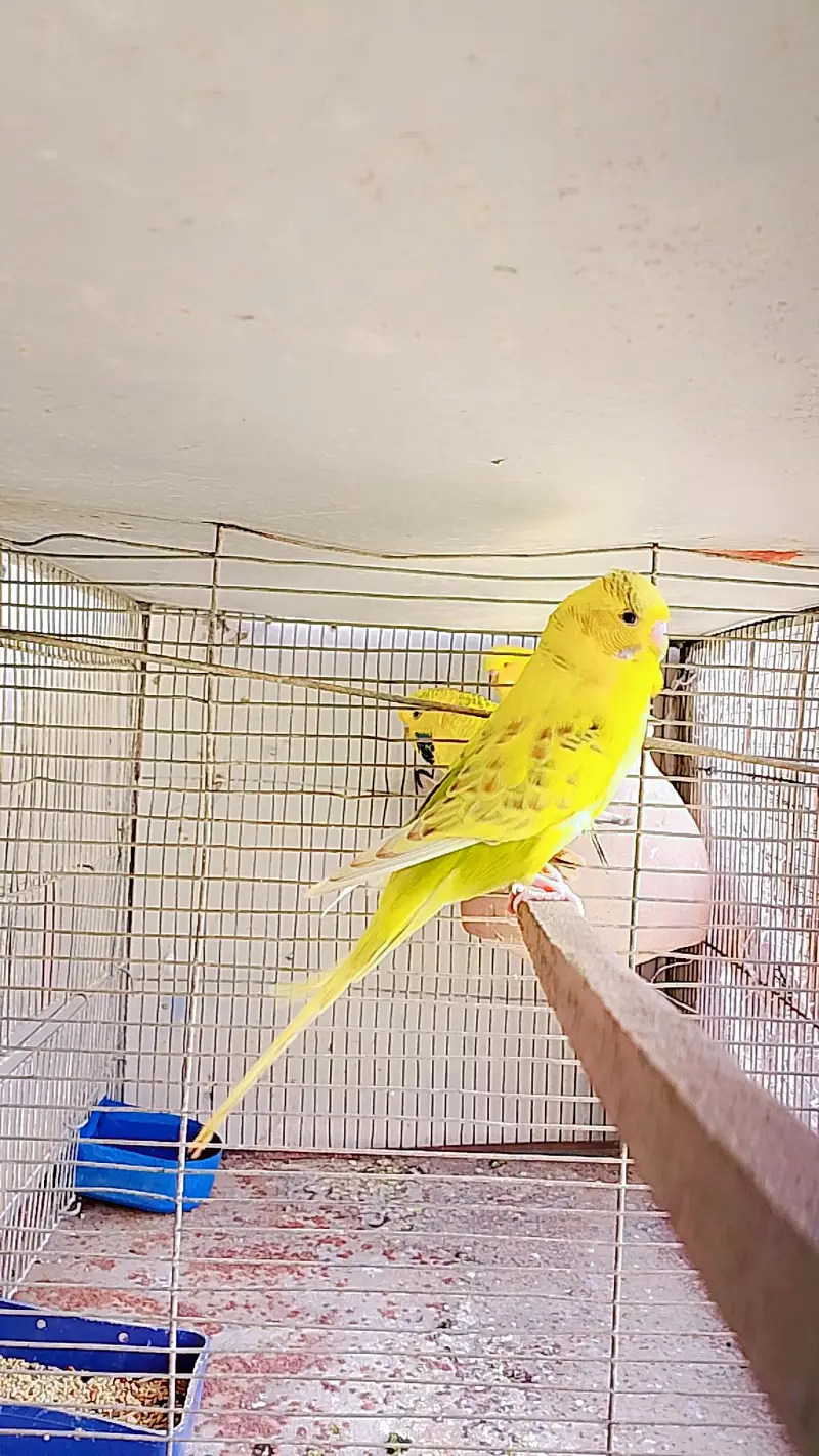 Undersize budgies — photo 3
