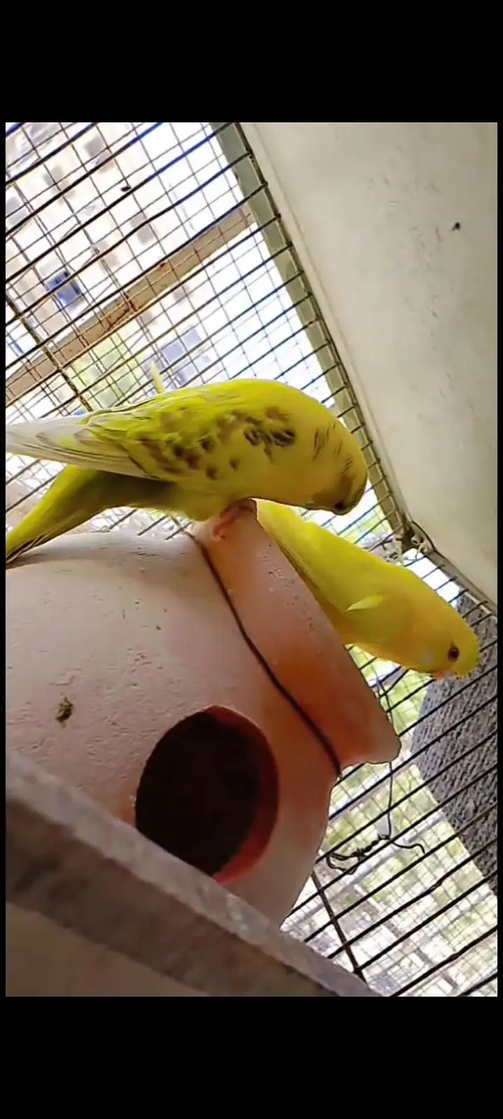 Undersize budgies — photo 4